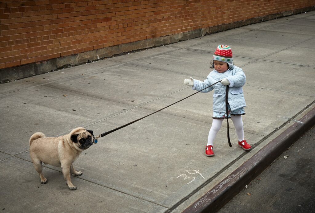 pug-and-kid-leash-pulling