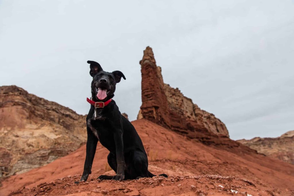 Canine Off Leash Training Houston