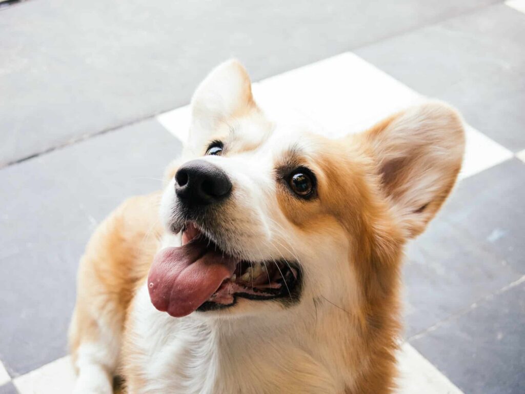 Dog Training Houston TX