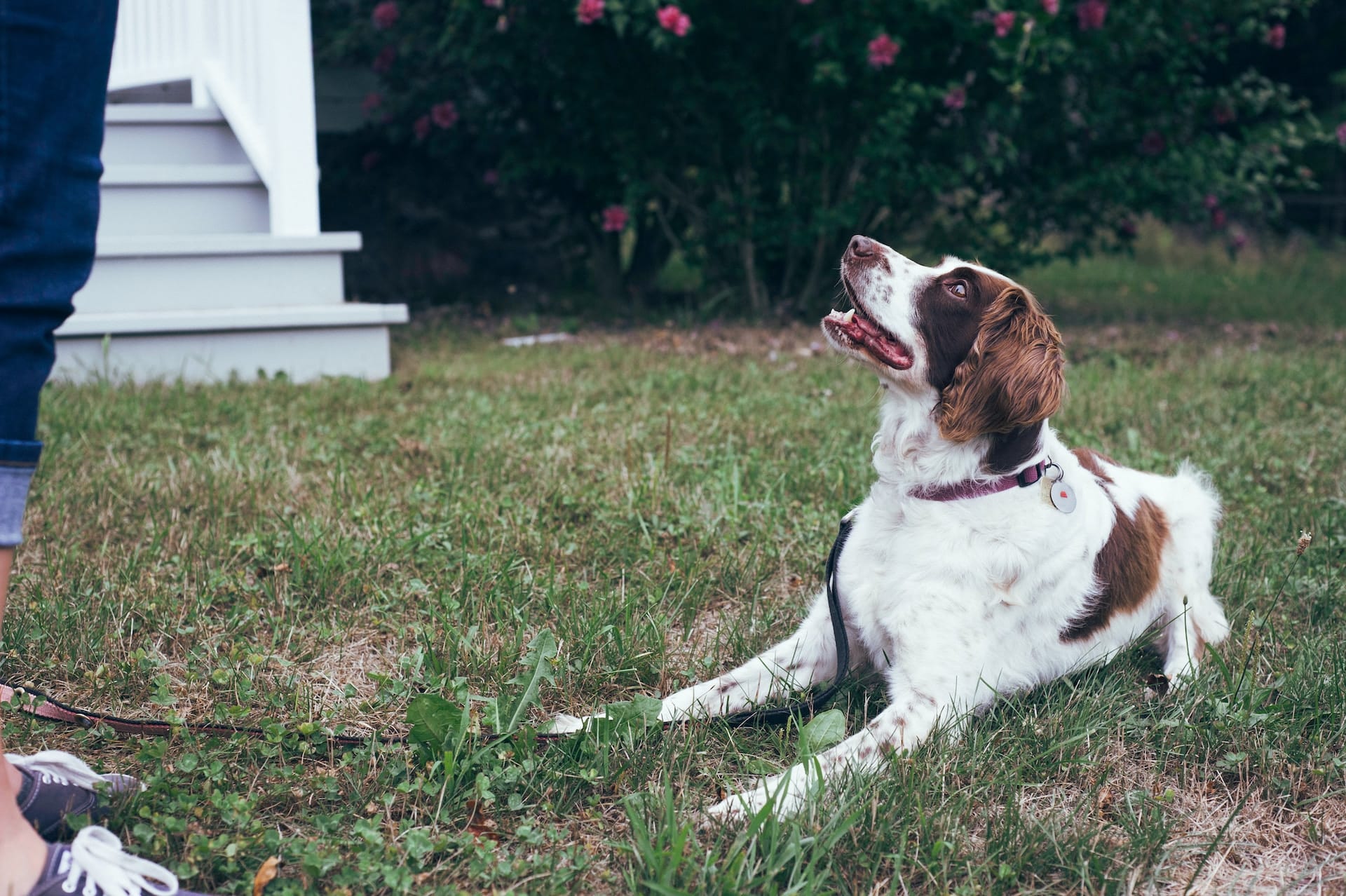 Looking for a Local Expert Dog Trainer in Houston, Texas?