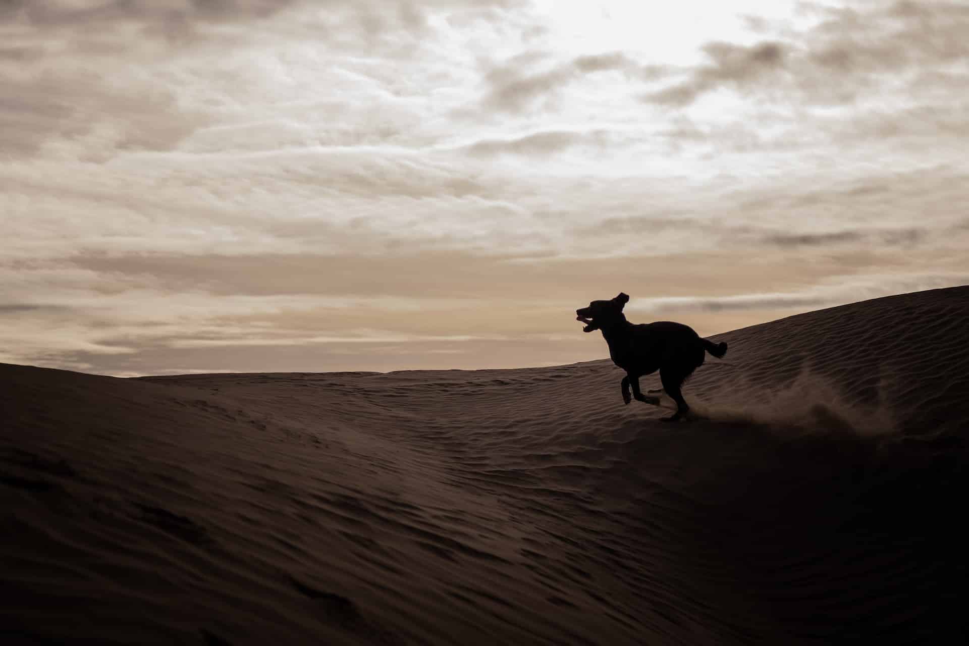 Puptown Dog Training Houston, TX