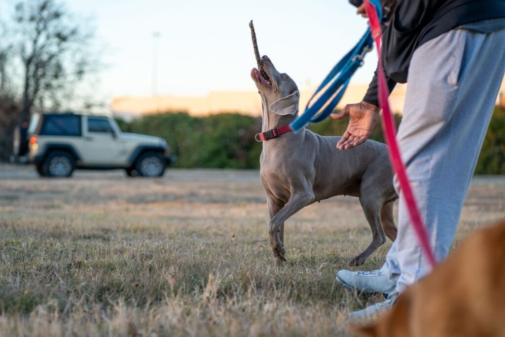 Obedience School For Dogs Houston, houston dog training, obedience school for dogs houston, dog training houston, dog trainer houston, dog training 77070, puppy training houston, dog behavior training houston, dog trainers houston, dog trainers houston tx, best dog training houston, houston dog behaviorist, dog training prices houston tx, canine off leash training houston, dog off leash training houston, aggressive dog training houston, houston dog training for aggressive dogs, k9 training houston, dog trainer houston tx