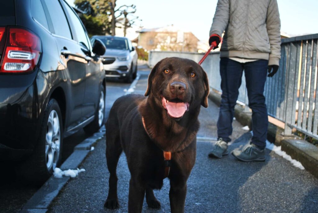 Aggressive Dog Training Houston