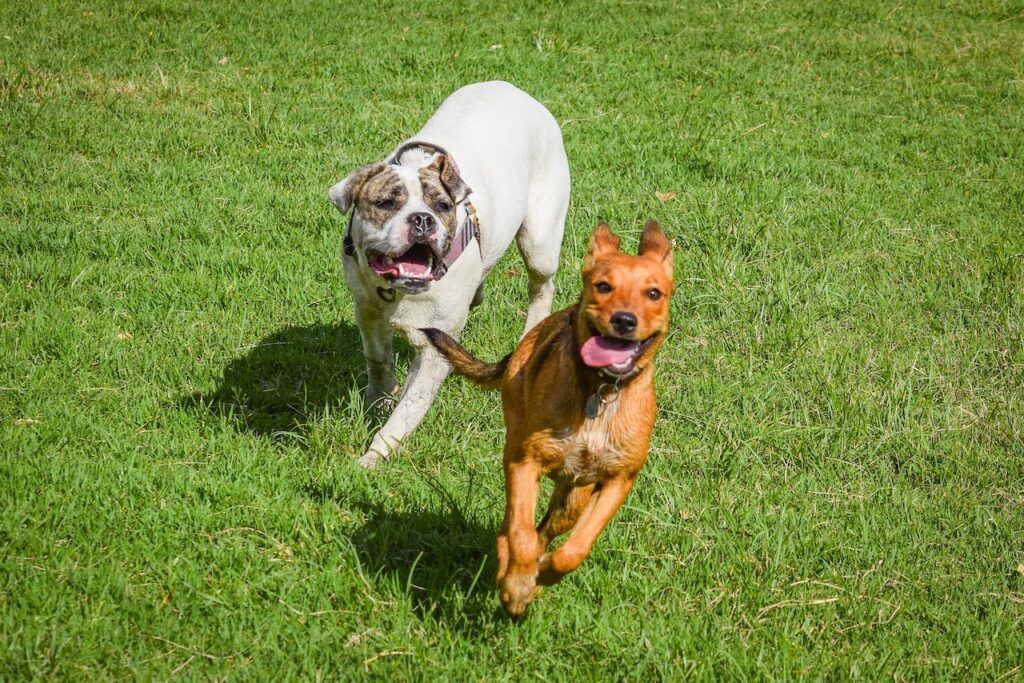 Best Dog Training Houston