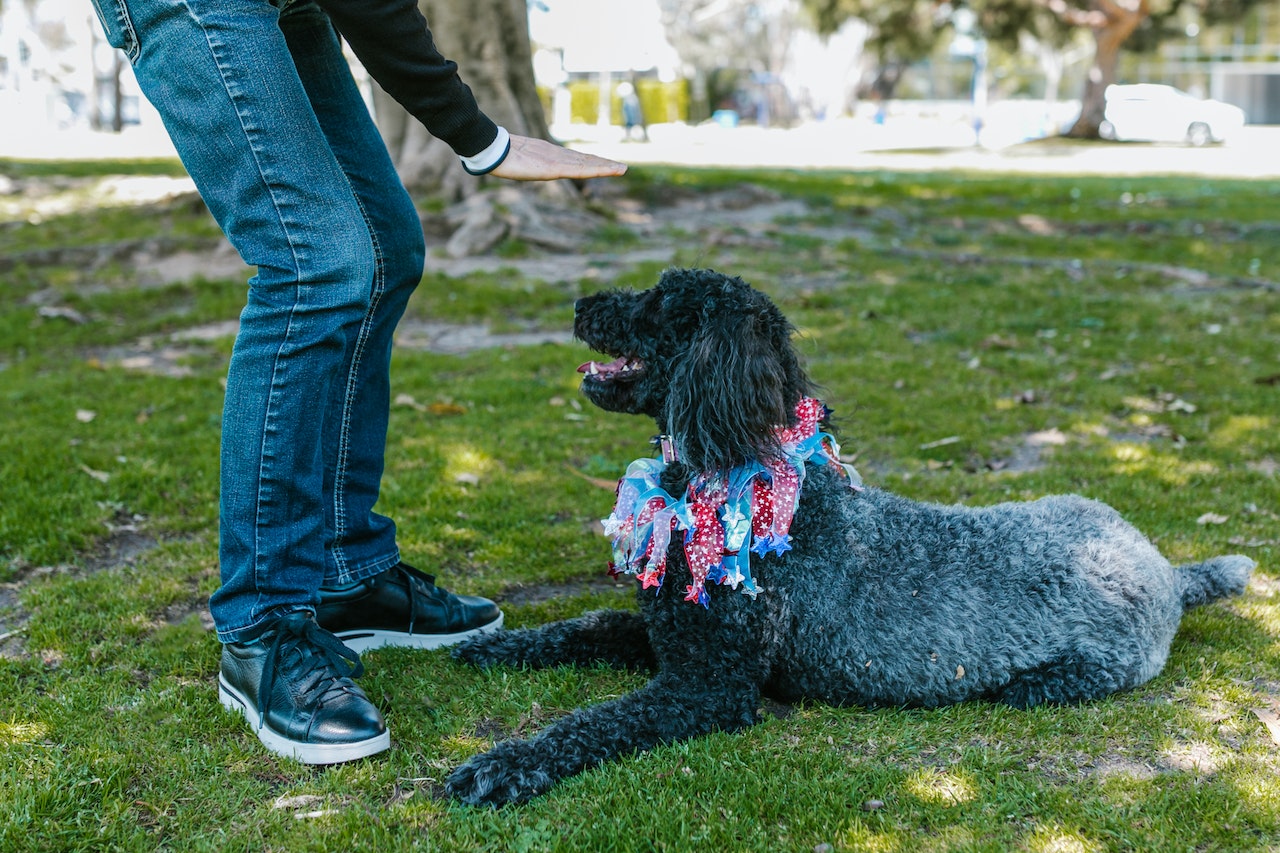 Where is the best dog training in Houston, Texas?