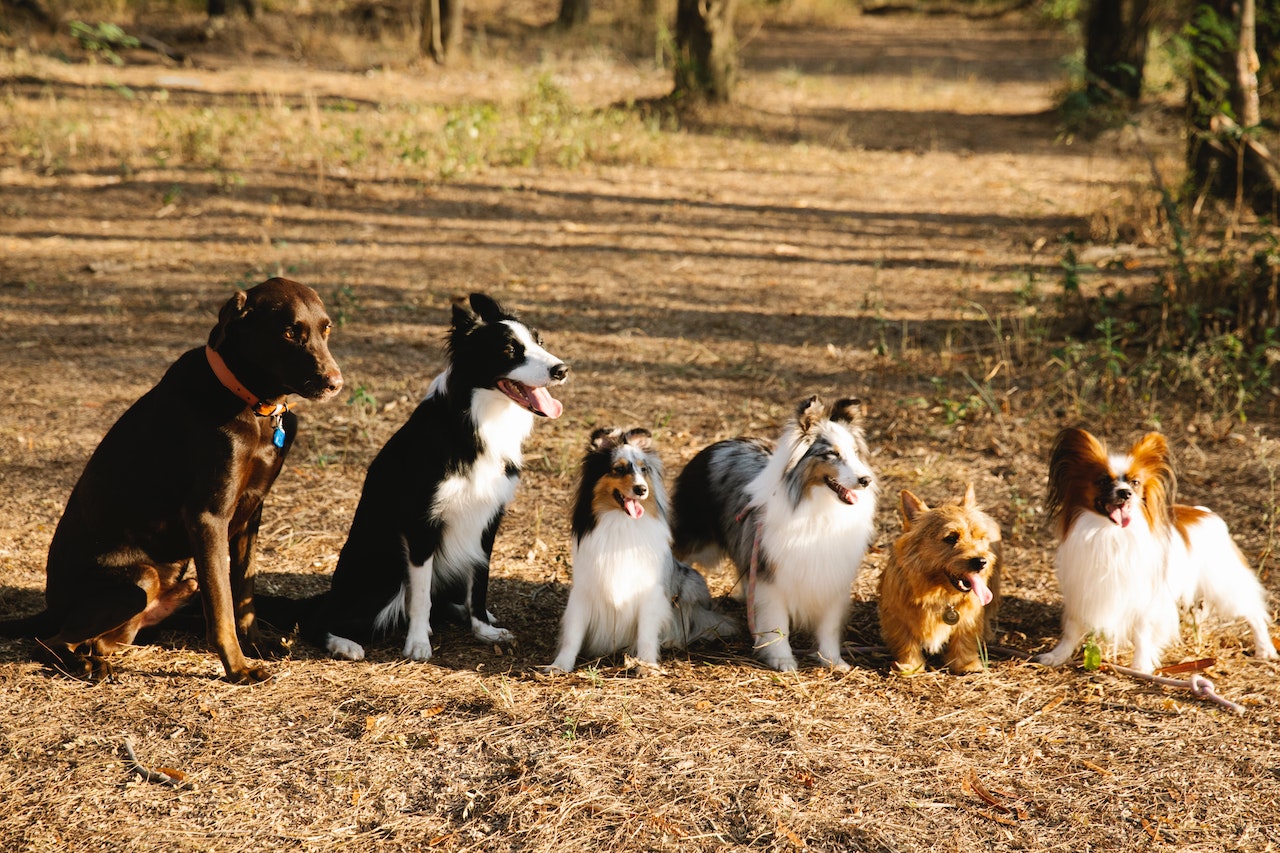 BEST Dog Care: Puptown’s Dog Boarding in Houston, TX