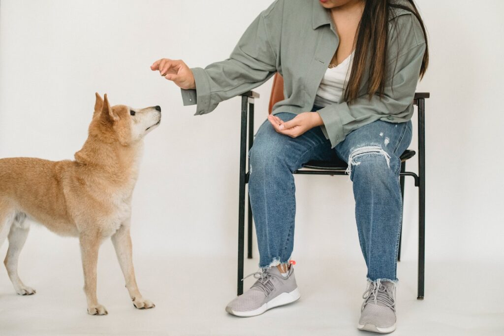 Dog Trainer Houston