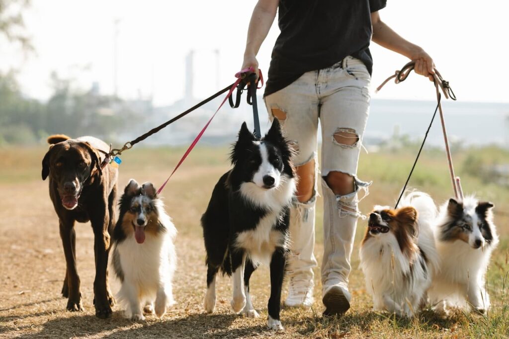 Dog Trainer Houston