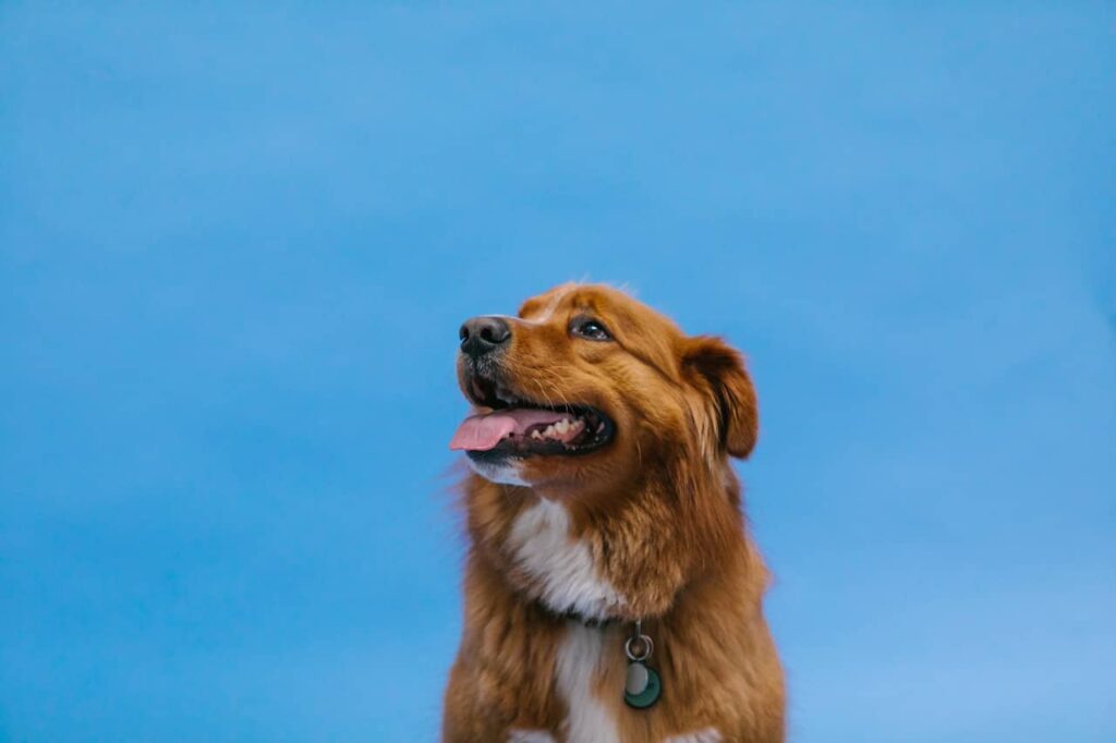 Your Source for Expert Dog Training Houston