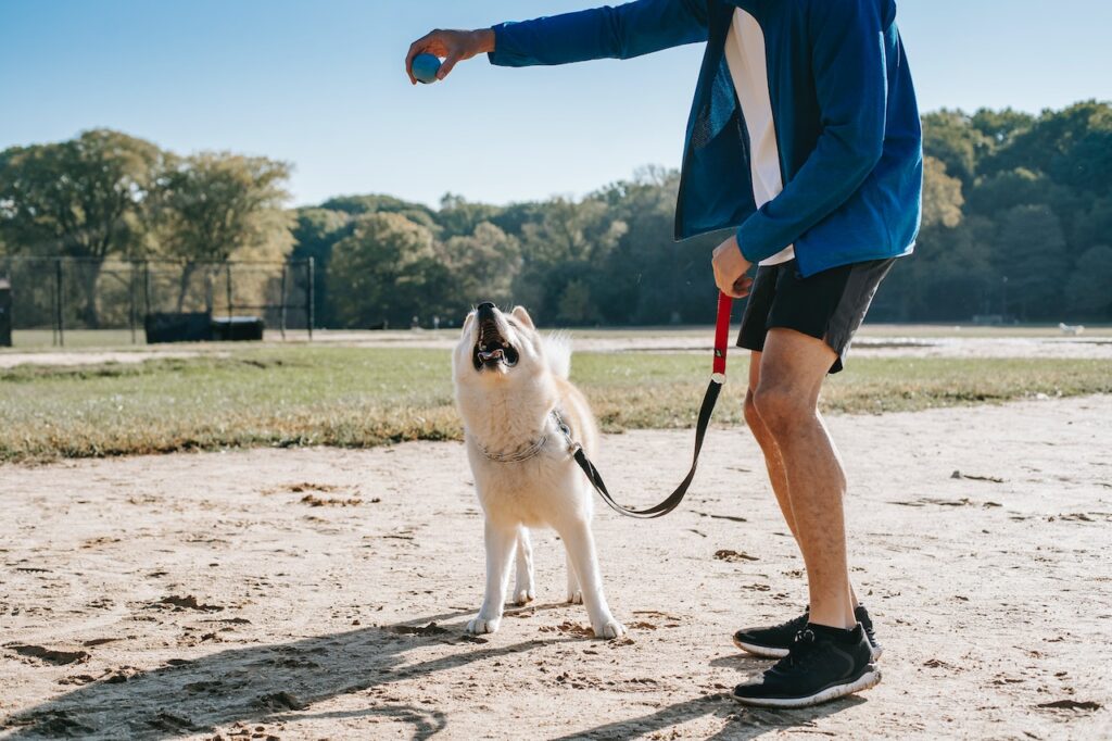 Houston Dog Training