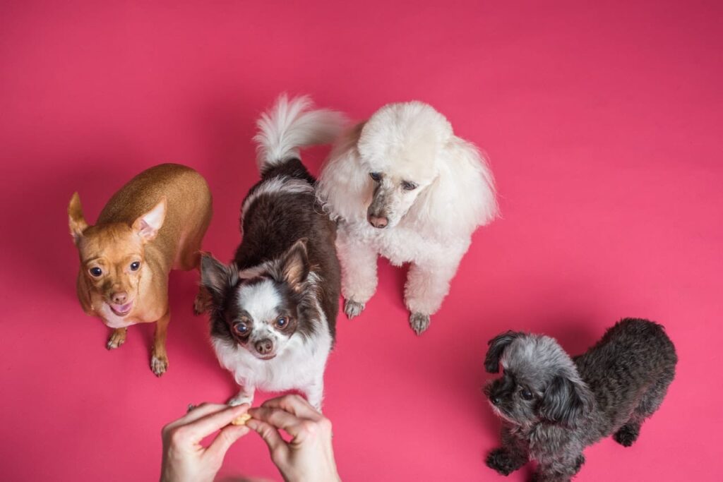 Dogs looking up at a treat, the picture is used for a blog titled "How To Train Your Dog To Sit"