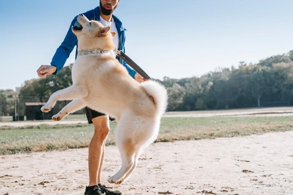 A dog jumping up as part of dog training