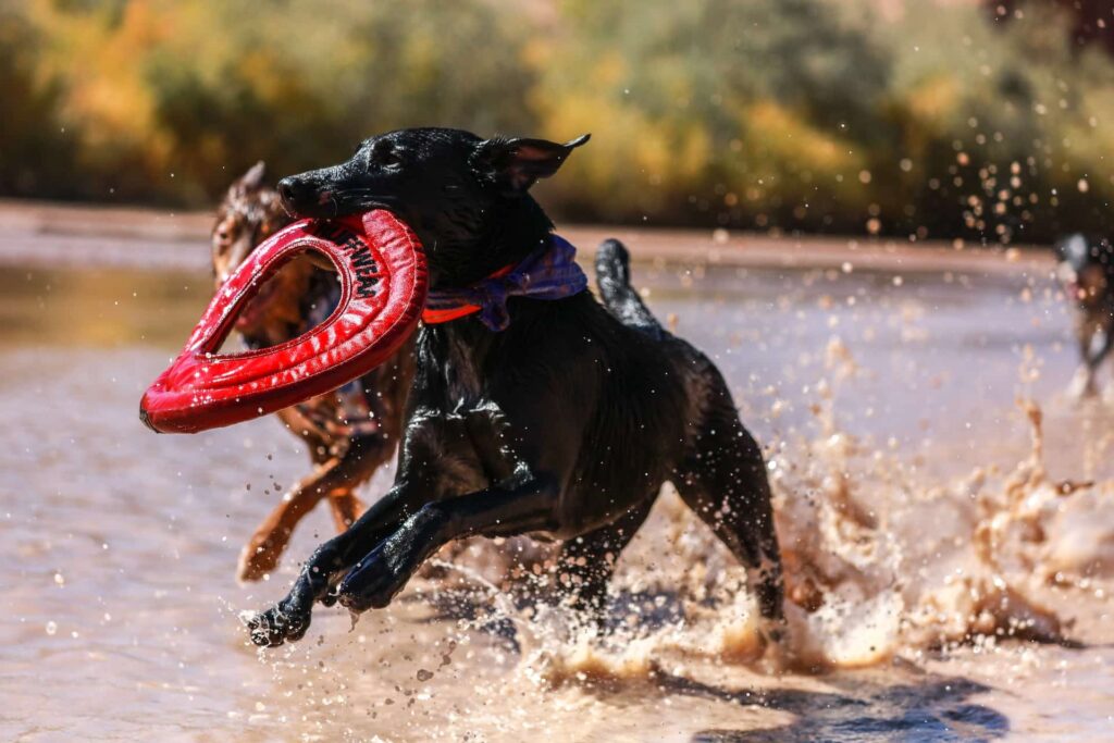 Obedience School for Dogs Houston