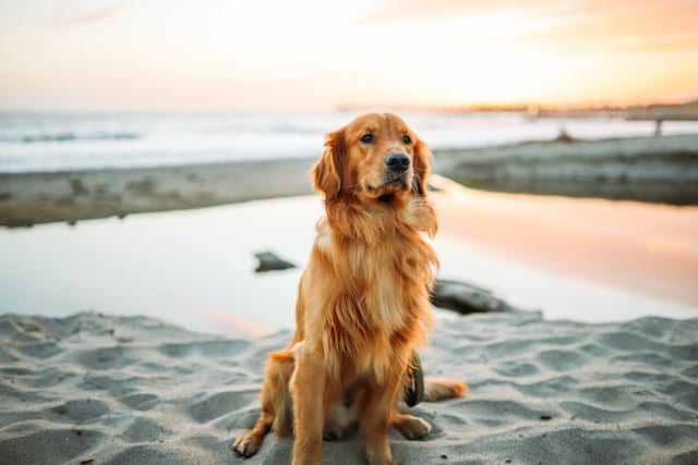 golden-retriever-sit-position-beach
