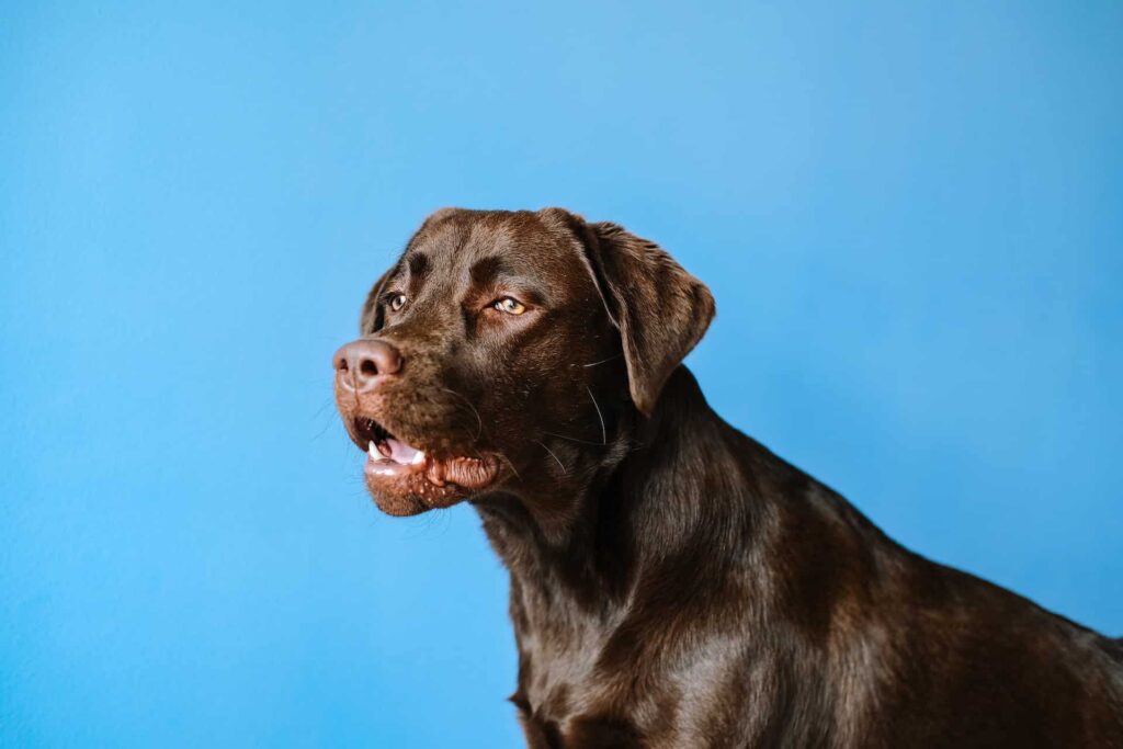 Off Leash Dog Training Houston