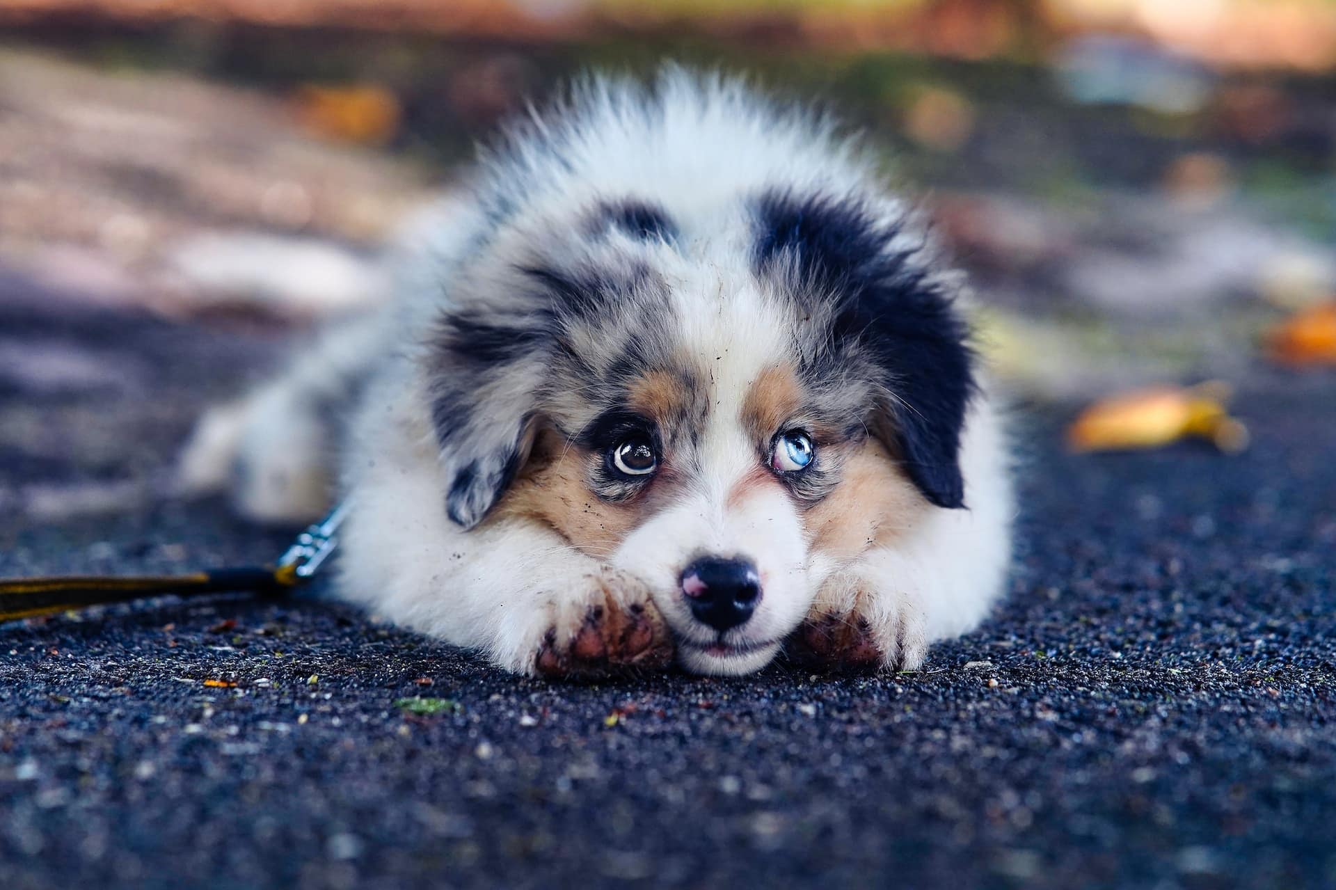 What Behaviors to Look Out for in a New Puppy (2025)