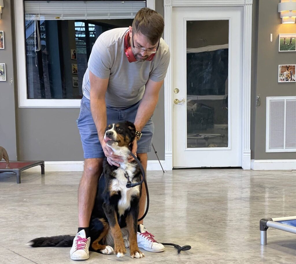 bernese-mountain-dog-with-trainer
