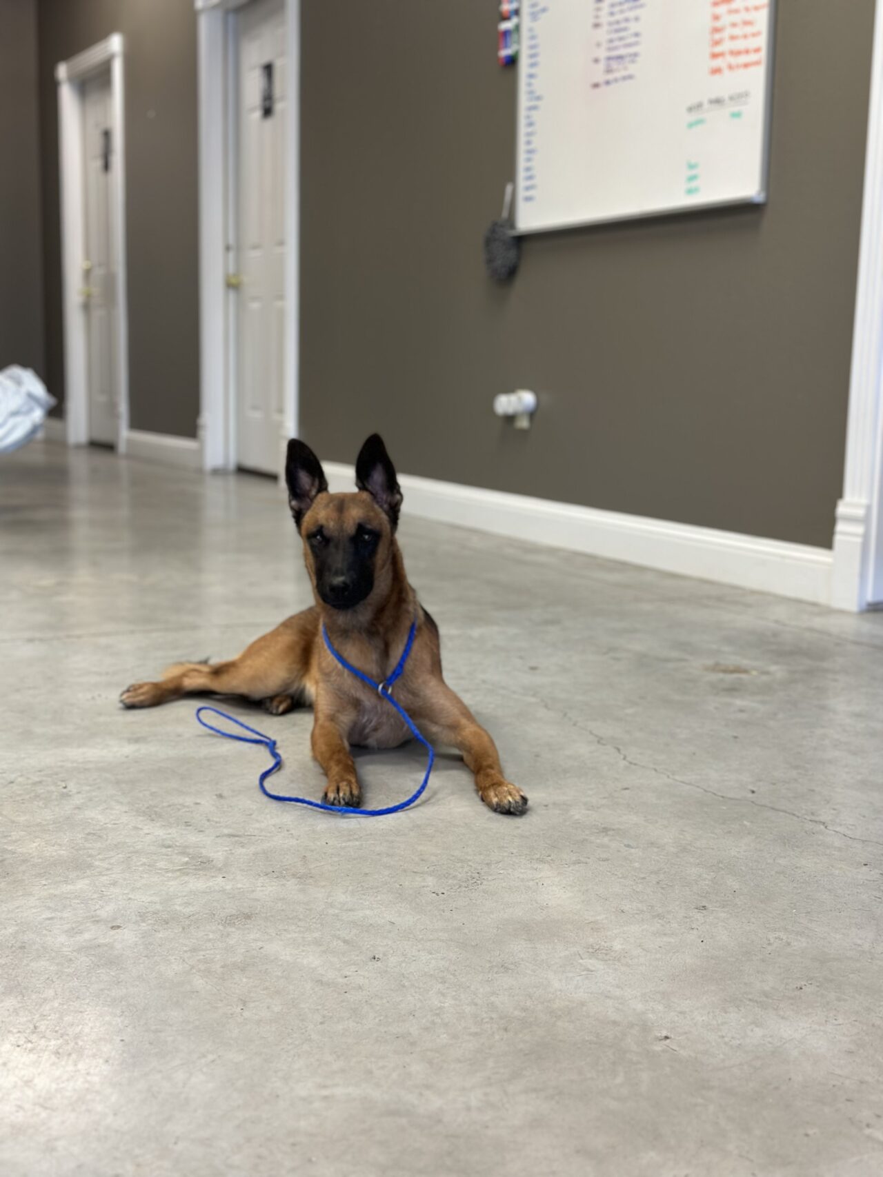 Puptown Dog Training Houston, TX