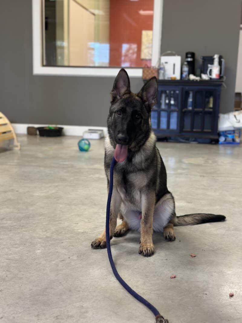 Puptown Dog Training Houston, TX