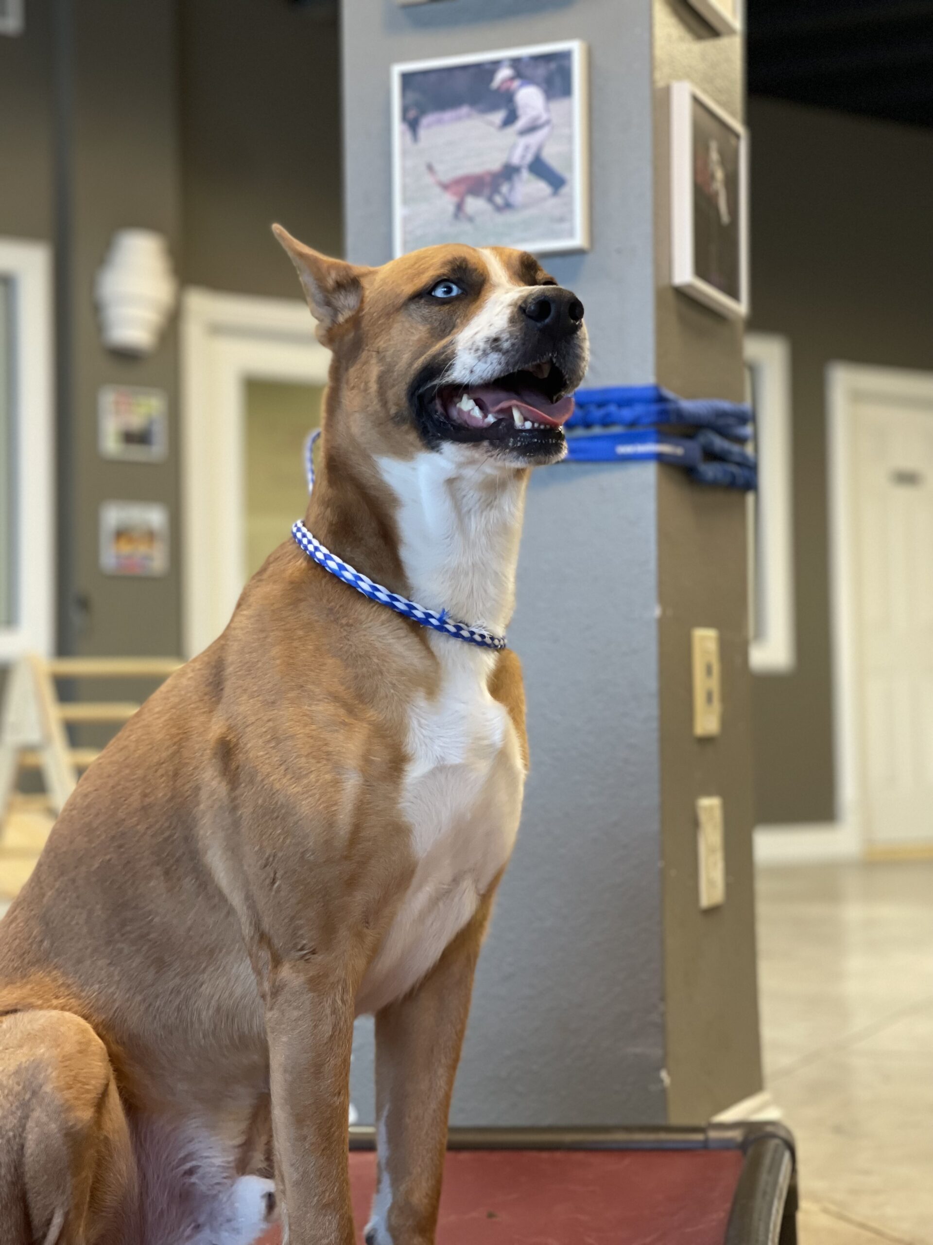 Puptown Dog Training Houston, TX