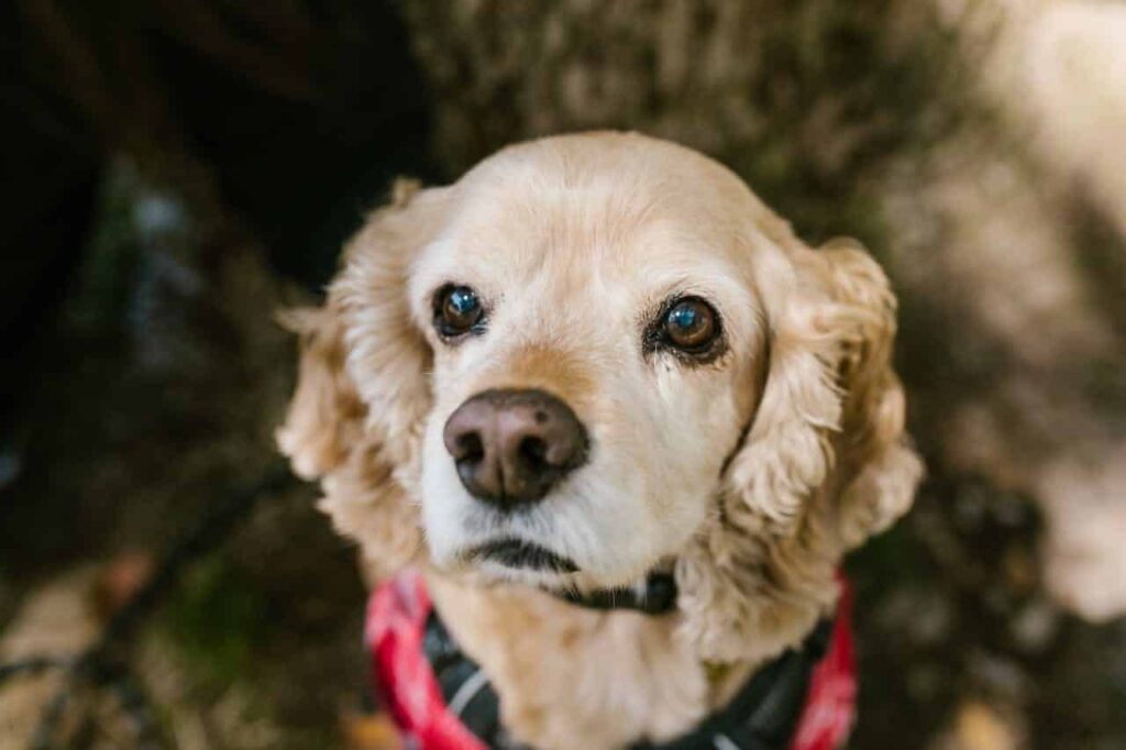 close-up-cocker-spaniel