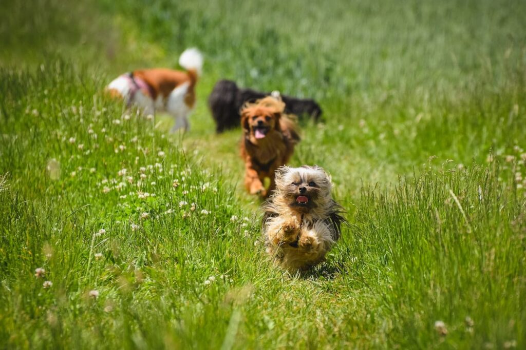 Dog Training Classes in Houston