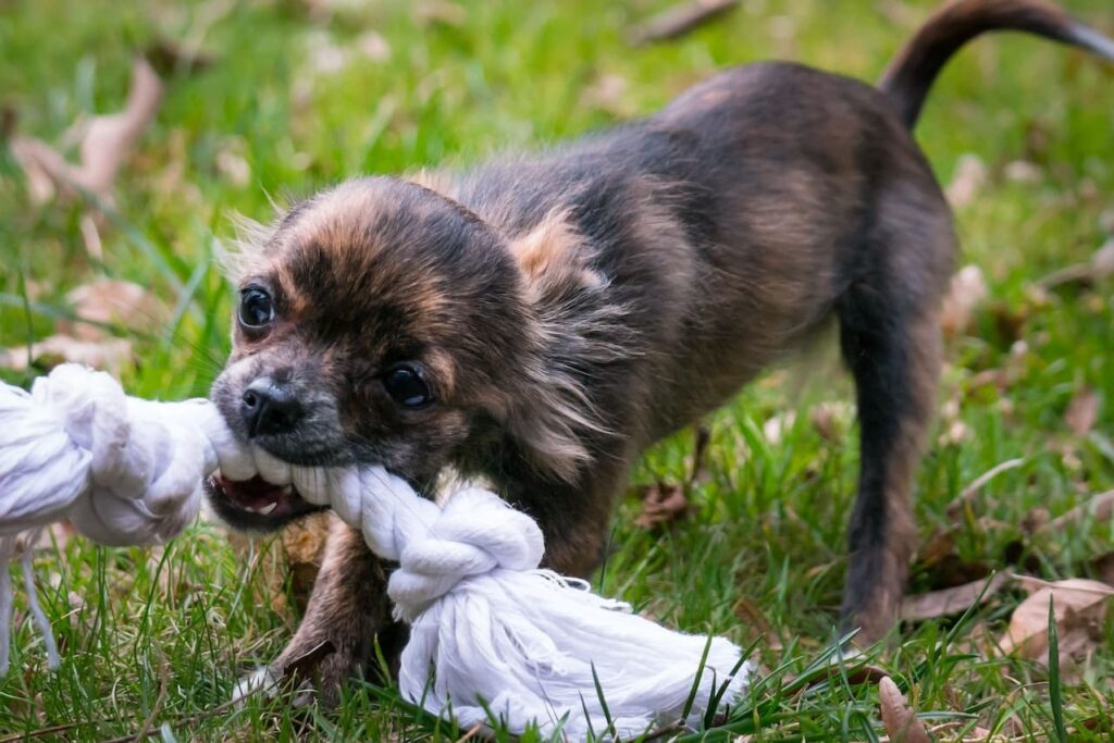 Dog Training Houston