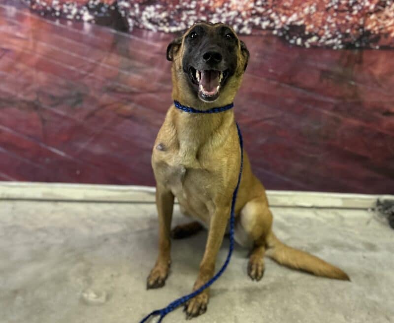 Puptown Dog Training Houston, TX