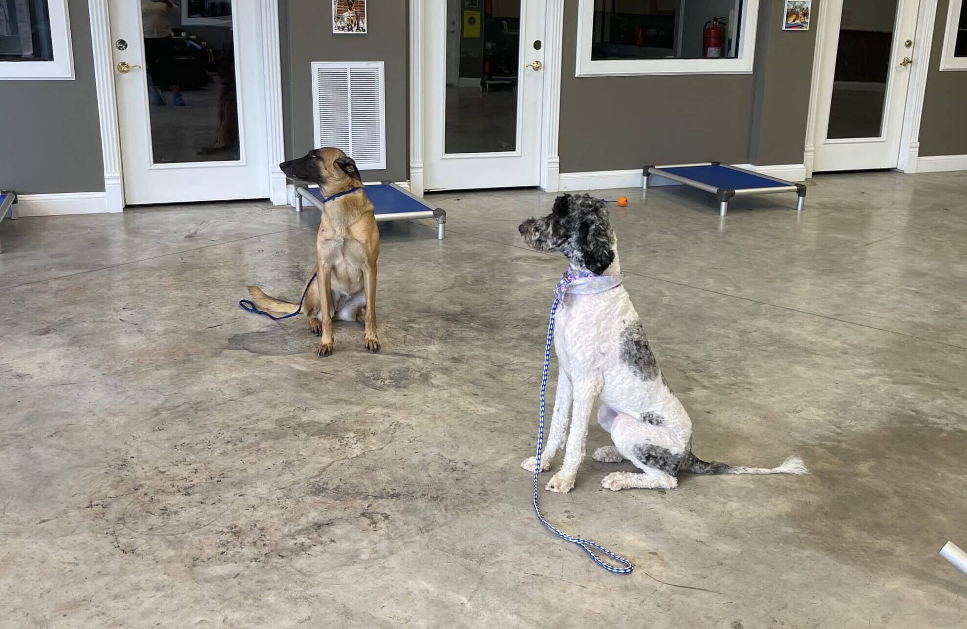 The Sit and Stay Command