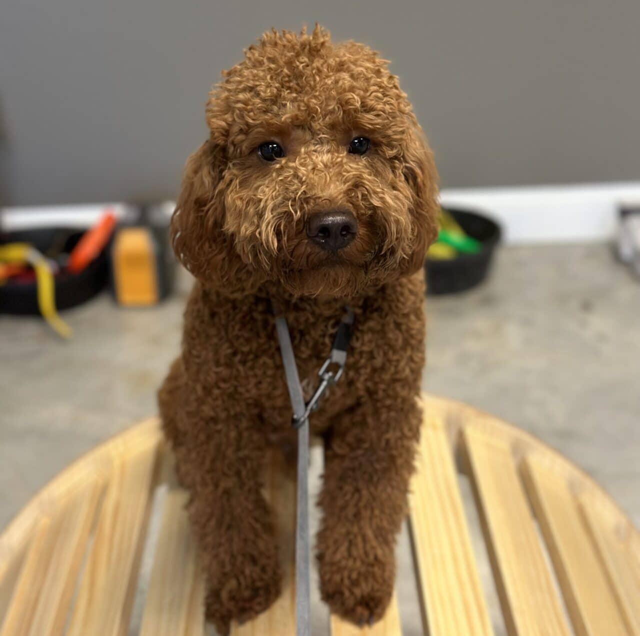 MAVERICK GOLDENDOODLE Puptown Dog Training Houston, TX