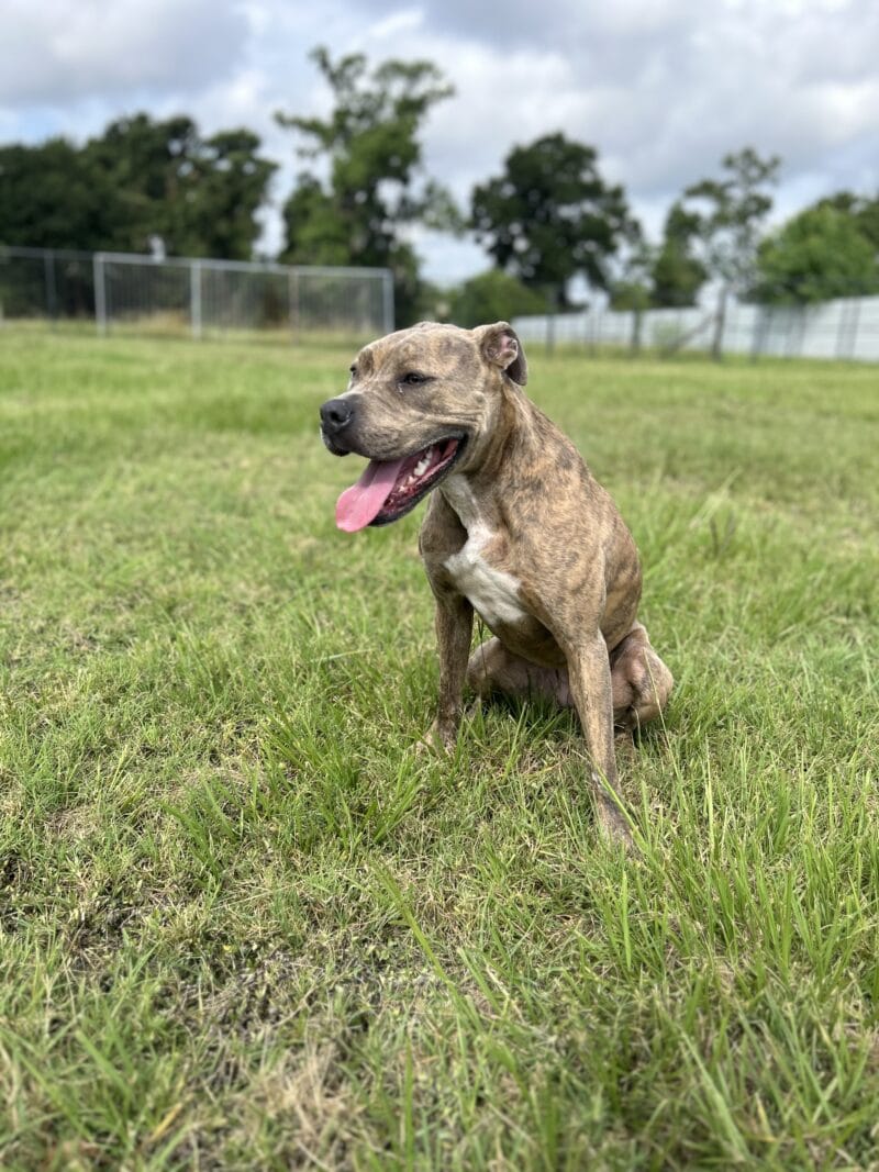 Puptown Dog Training Houston, TX