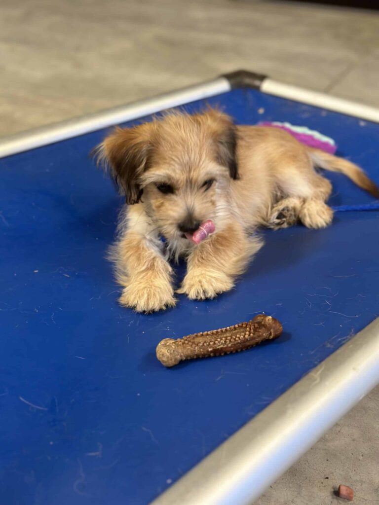 DOXIEPOO training in Houston Texas, DOXIEPOO puppy training in Houston Texas, DOXIEPOO training spring Texas, dog training in houston tx, puppy training in houston tx, dog obedience training in houston tx, dog training, puppy training