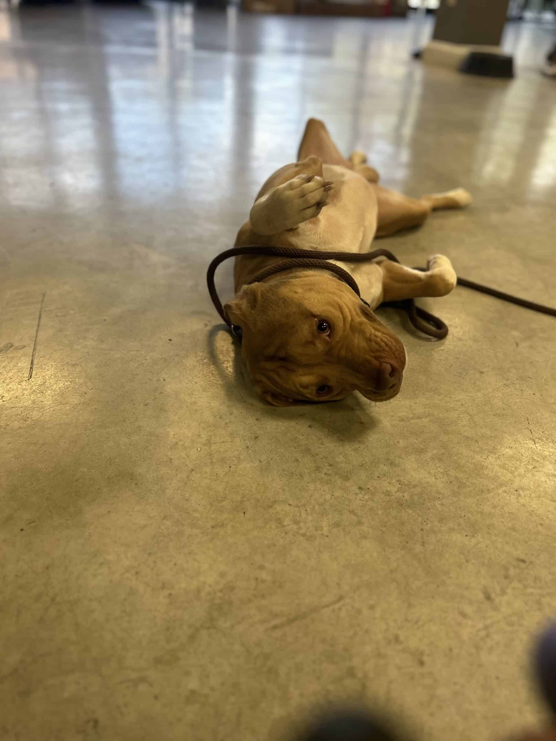 Your Expert Puppy Trainer