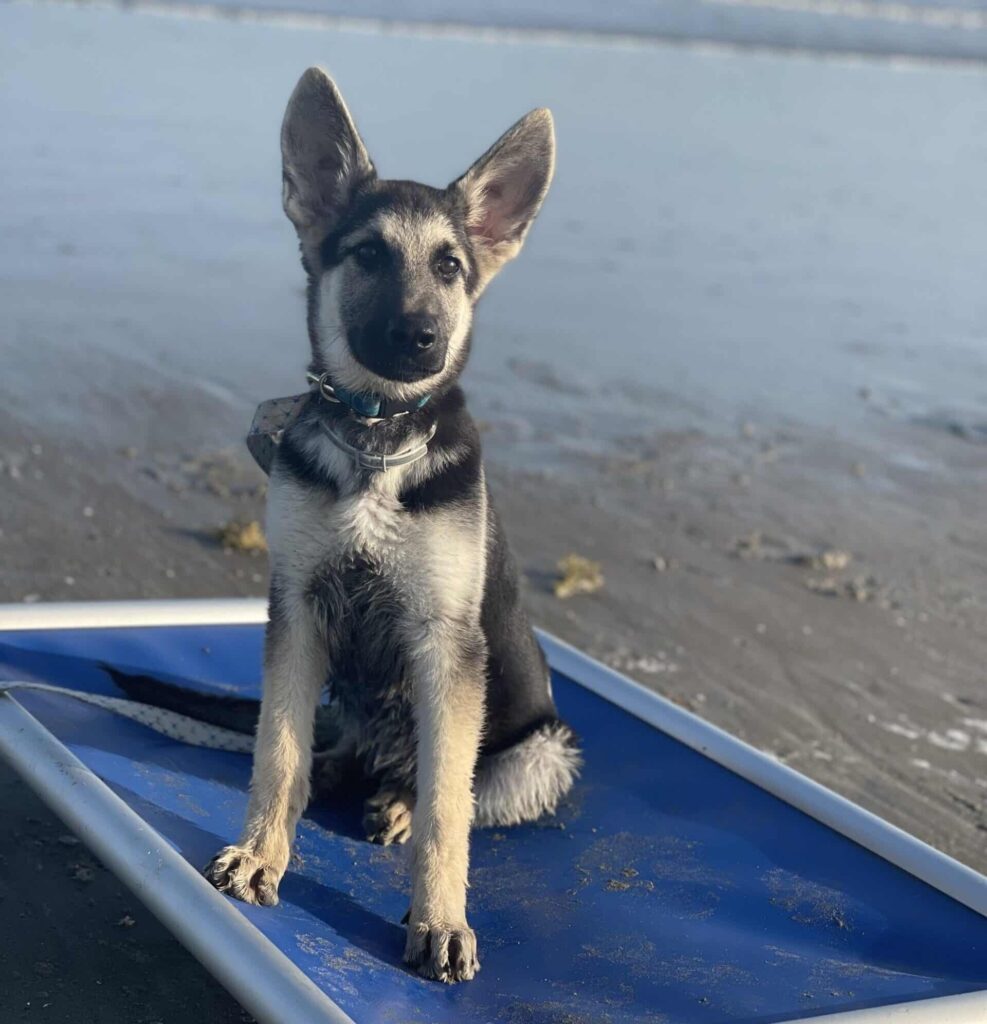 german-shepherd-puppy-dog-training-in-beach-in-houston