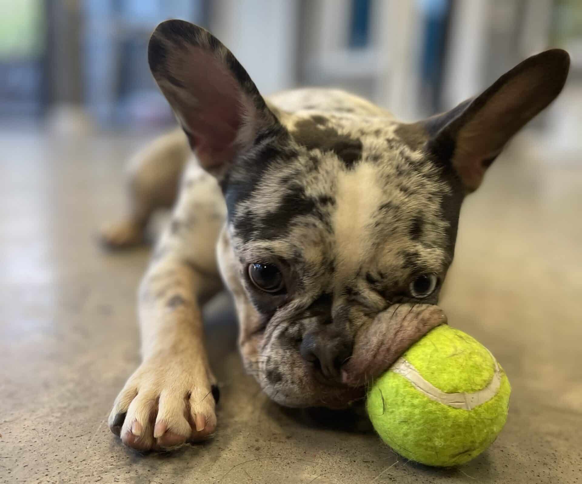 French Bulldog chewing on a tennis ball