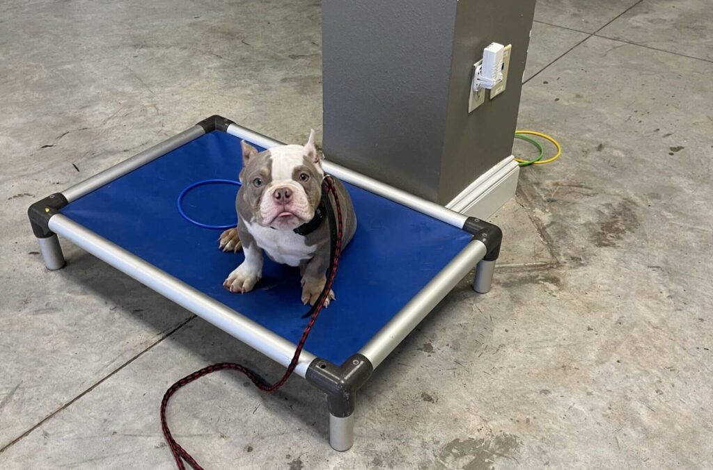 american-bully-on-puppy-bed-for-dog-training