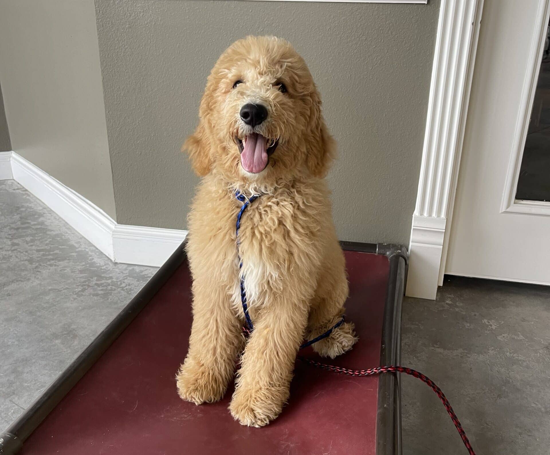 Desensitizing Dogs to Loud Noises