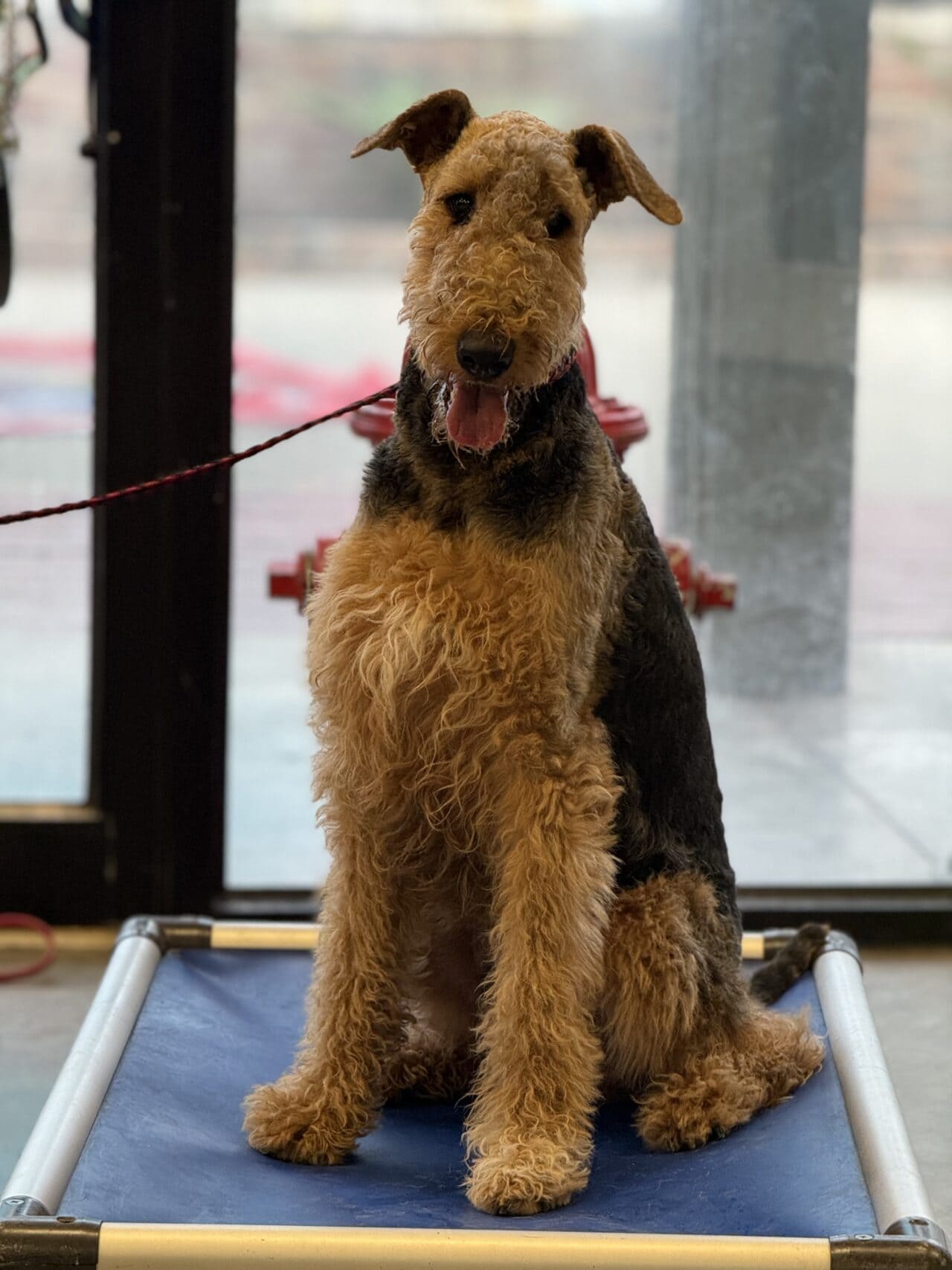 Puptown Dog Training Houston, TX