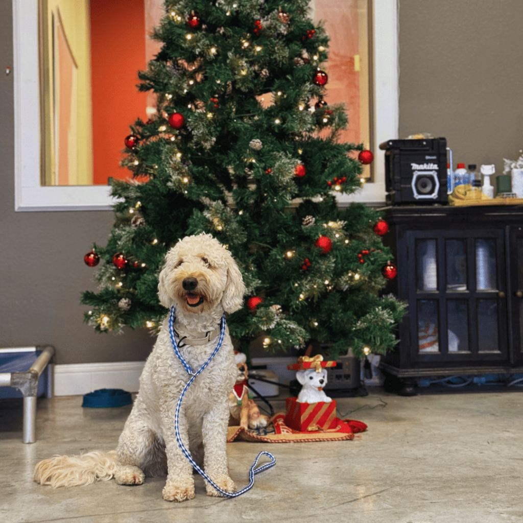 goldendoodle-sit-position-dog-training-in-houston-texas