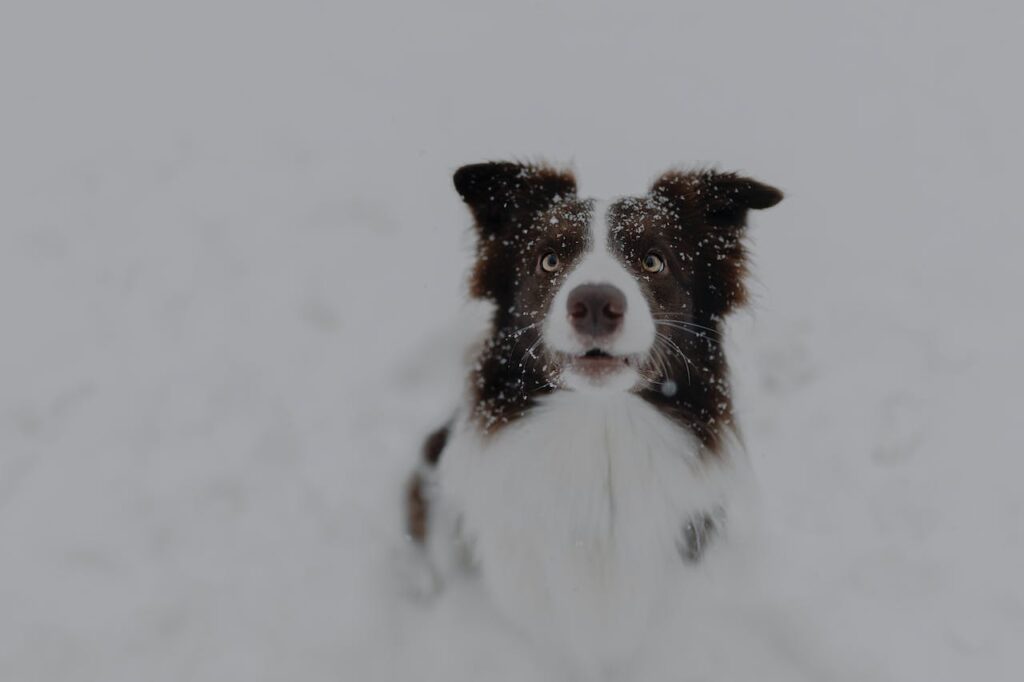 border-collie-in-sit-position-in-snow