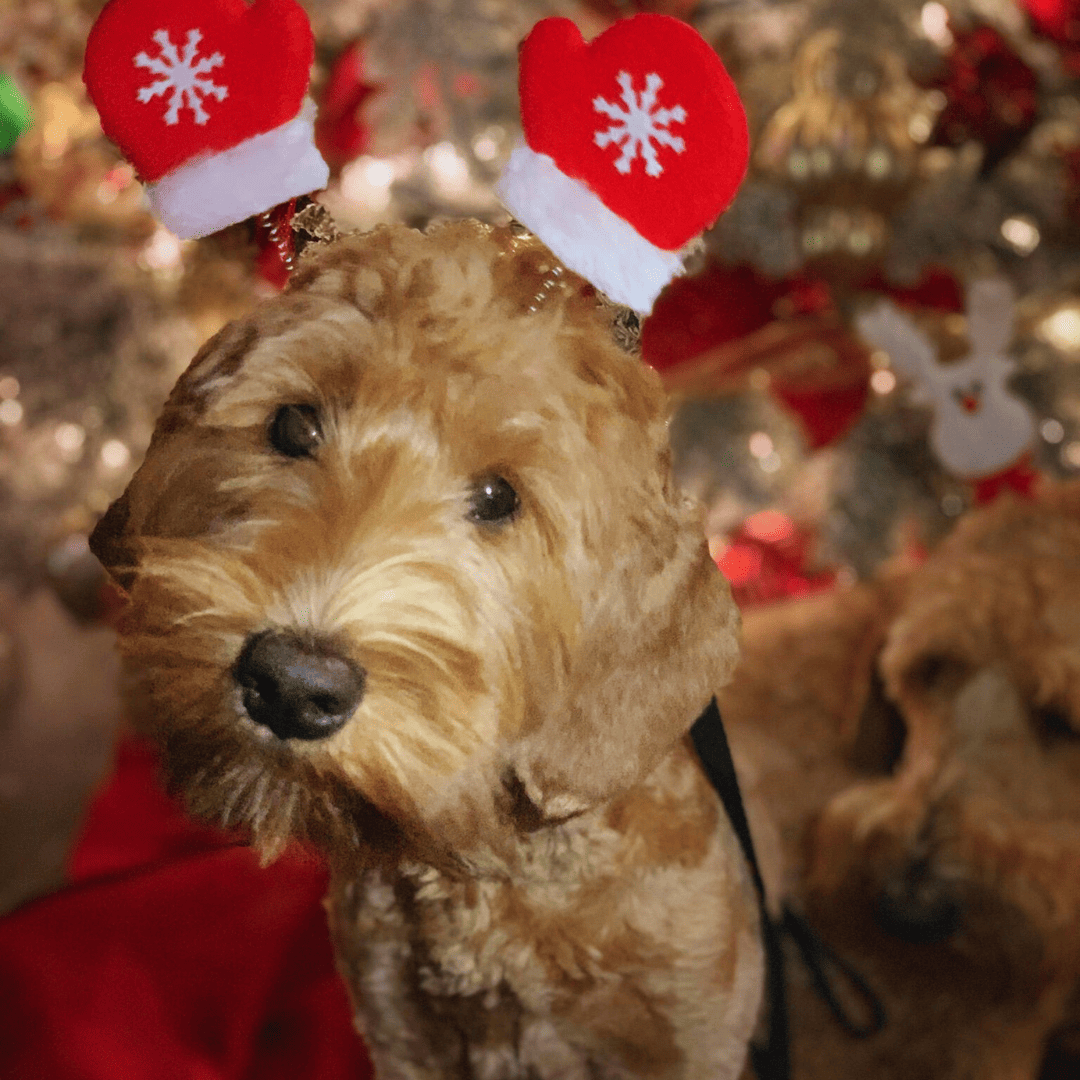 How To Prepare Your Dog for Holiday Guests