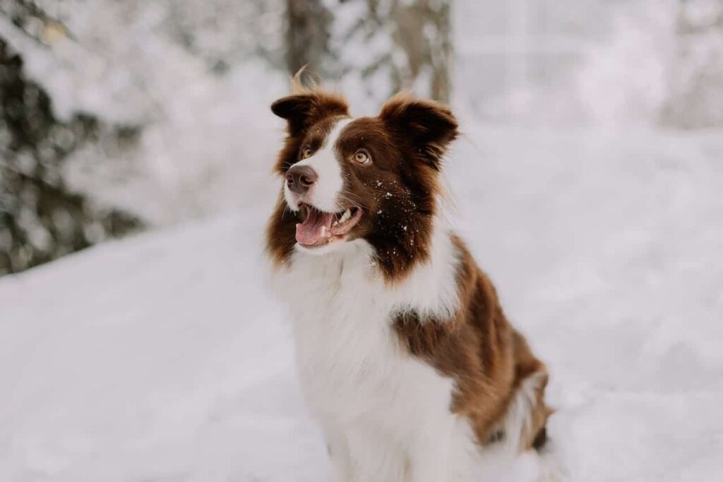 border-collie-sit-position-in-snow