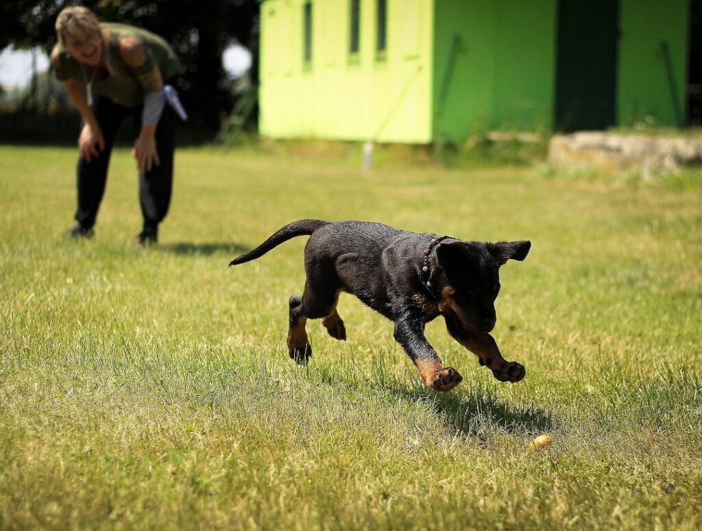 puppy-playing-fetch-with-trainer