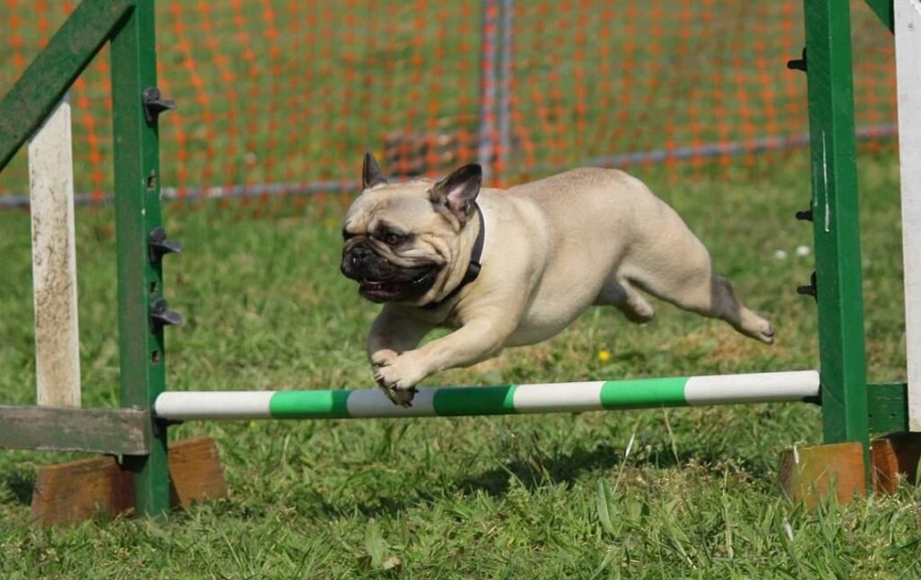 french-bulldog-jumping-over-obstacle
