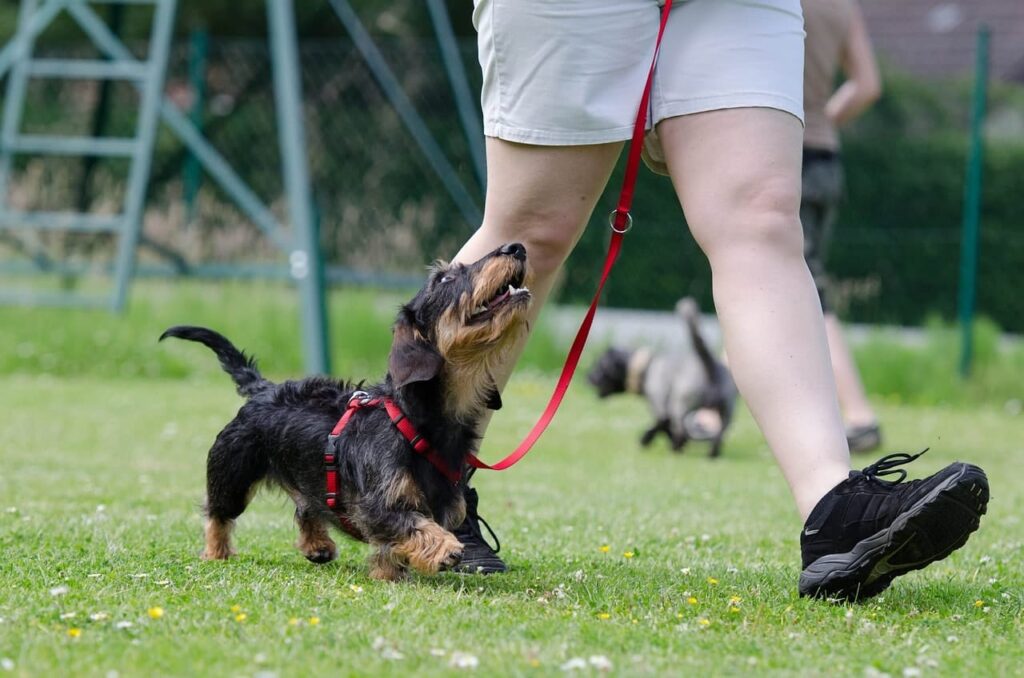dachshund-walking-on-a-leash
