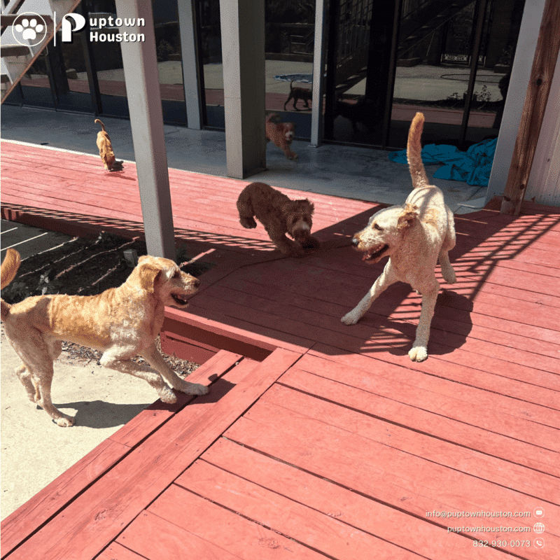 Overnight Dog Boarding & Dog Daycare Puptown Houston, TX