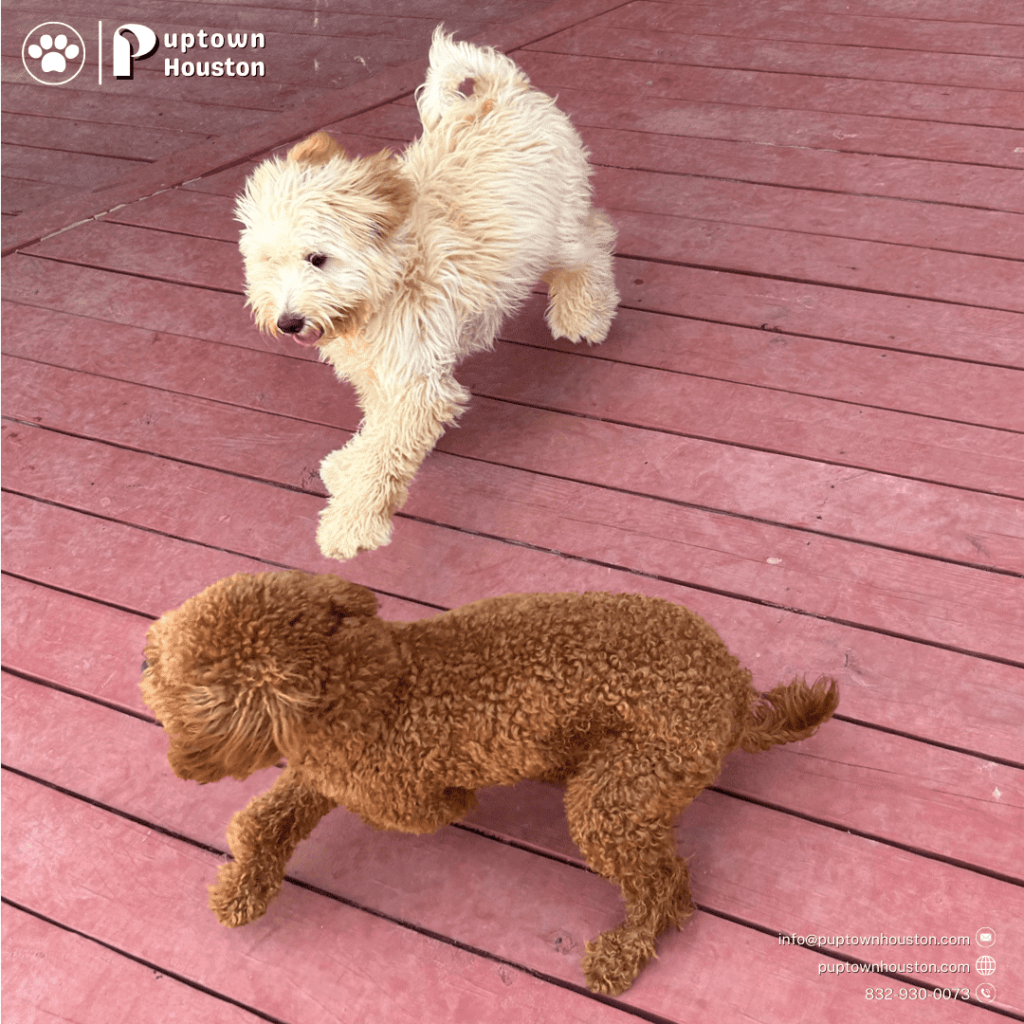 poodle-puppies-playing-at-puptown-houston
