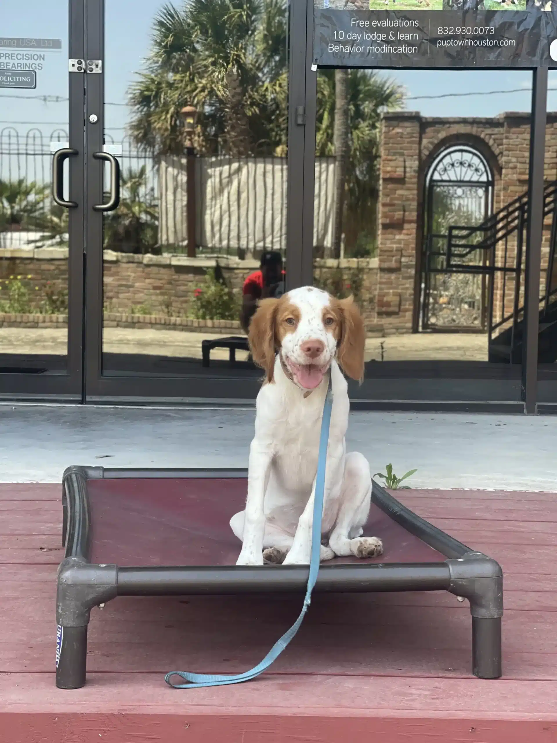 Teaching Your Puppy the Climb Command